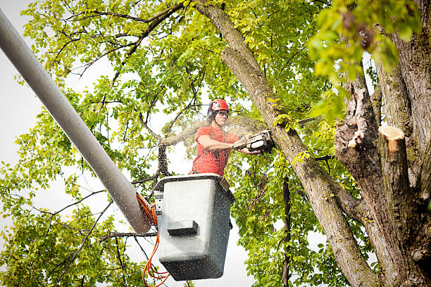 Best Professional Tree Care  in San Felipe Pueblo, NM